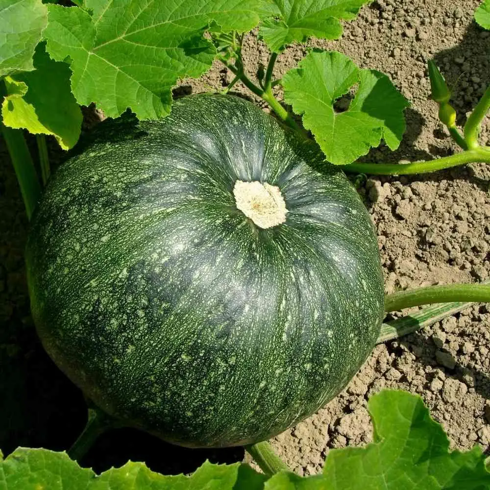 KADDU-1KG