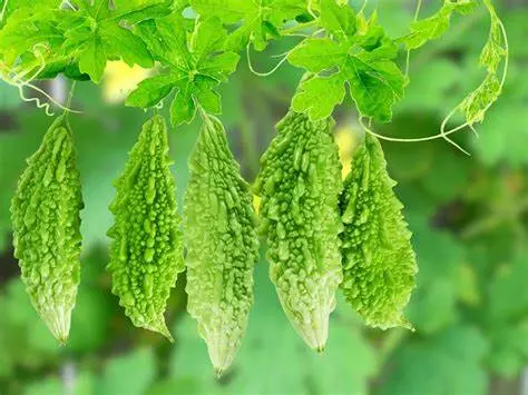 KARELA-1KG