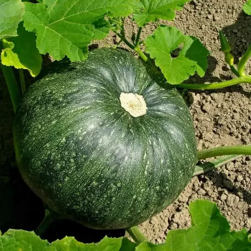 KADDU-1KG
