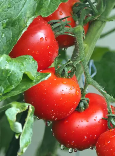 TOMATO 1KG