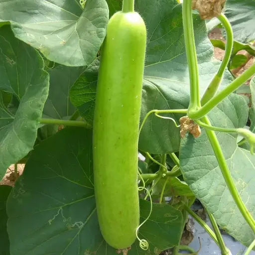 LOKI-1KG