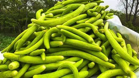 TAR KAKDI-1KG